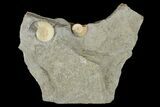 Two Fossil Ammonites (Promicroceras) - Lyme Regis #166648-1
